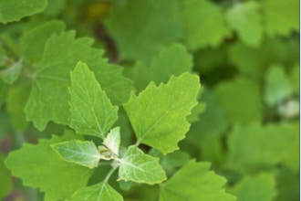 Edible Wild Plants 1 Field Immersion